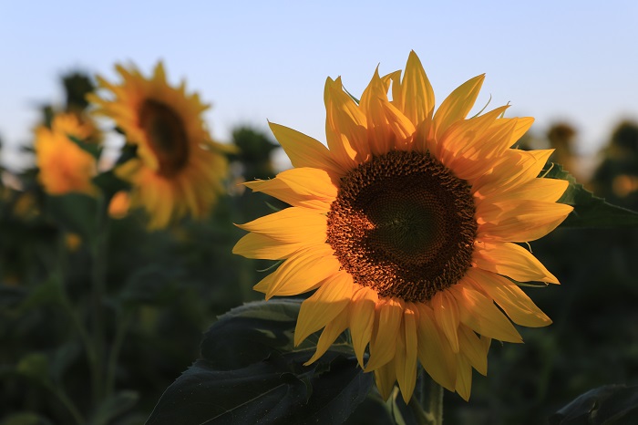这是2022年7月16日在新疆阿勒泰地区拍摄的向日葵。 (3)