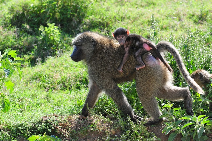 狒狒母子