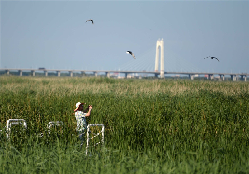 7月3日，游客在龙凤湿地自然保护区游览。