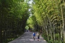 四川省宜宾市内的蜀南竹海景色宜人