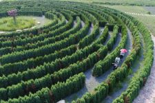 河北省沙河市红石沟生态休闲农场的植物迷宫