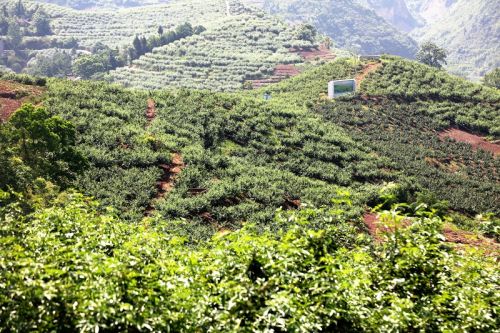 桐元村规模化规范化的花椒基地。唐探峰摄