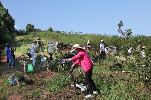 昌茂公司雇请当地村民抢收花椒。唐探峰摄