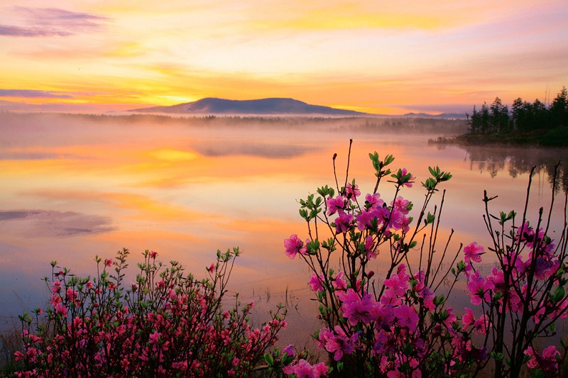 杜鹃湖花开