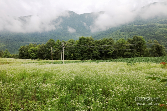 图15：高山康养之地野花遍地，生态环境优美   唐探峰摄