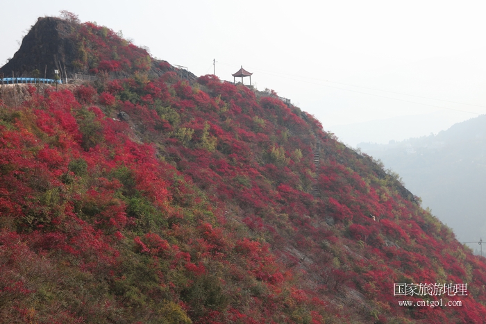 图19：紫阳台景区红叶似彩霞   唐探峰摄