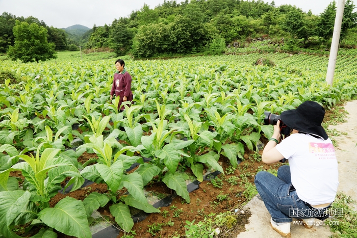 图13：高山科技种植烤烟成为农民脱贫致富路    唐探峰摄