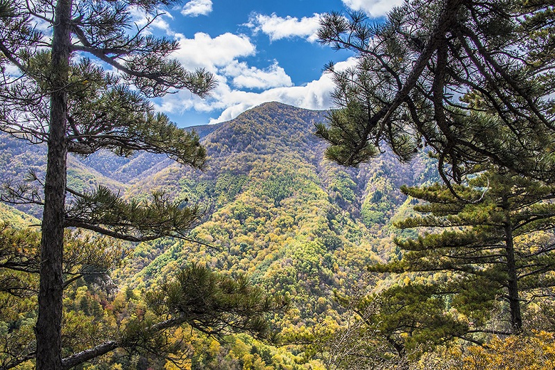 森林王国雾灵山