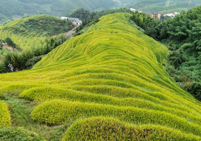 享有“醉美天梯，田园老家”的上堡梯田一景。