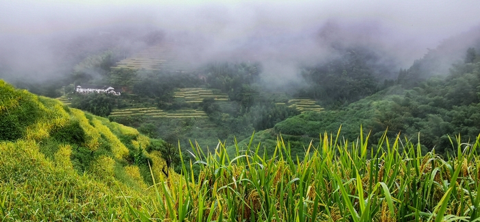 云深处，稻花香里有人家。