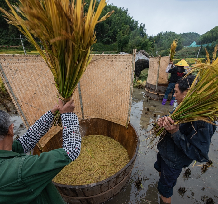 上堡梯田用原始作业打谷的村民