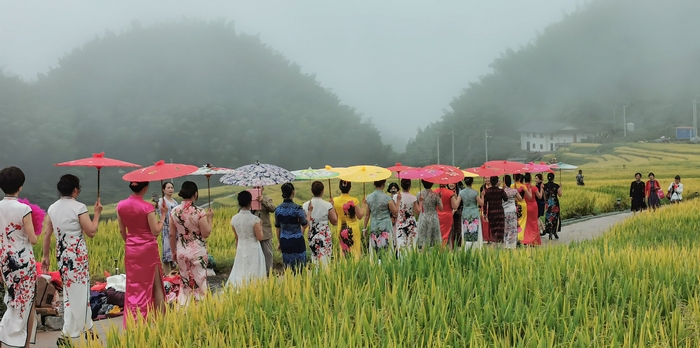当地的旗袍协会组织大家在上堡梯田借景抒情媲美。