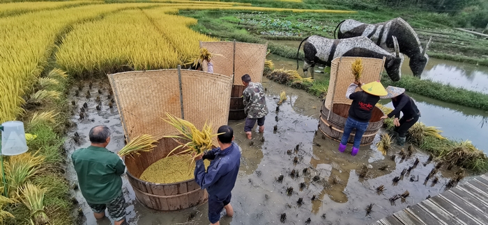 传统的农耕文化成为吸引观光一景。