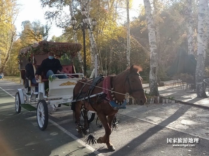 《新疆阿勒泰地区：江山如此多娇》巡游马车穿梭在阿勒泰市桦林公园