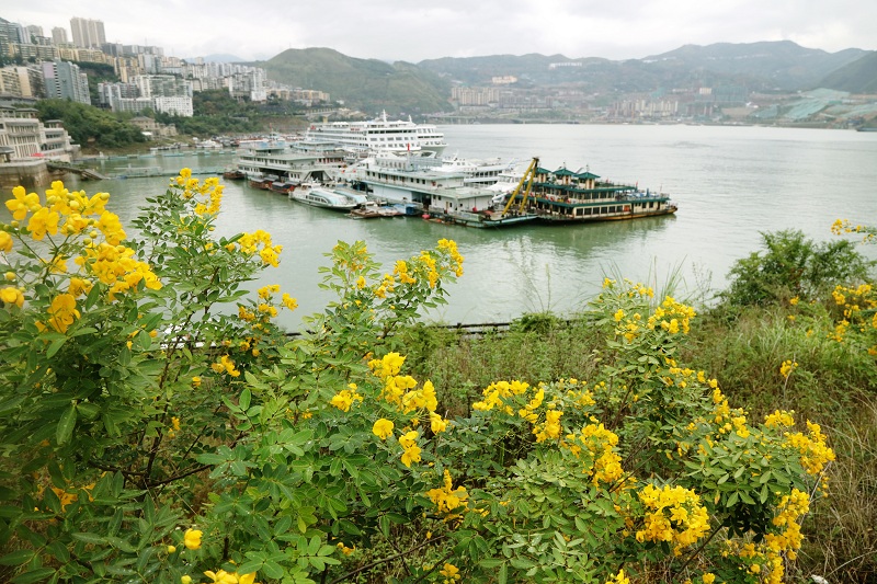 图6：三峡水库175米蓄水，巫山港岸黄花满湖馨香   唐探峰摄