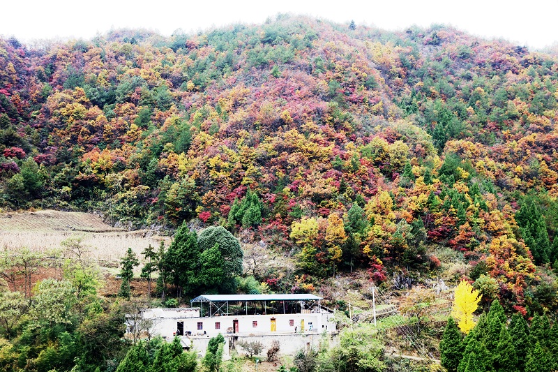 图6：农民居住诗画彩叶中   唐探峰摄