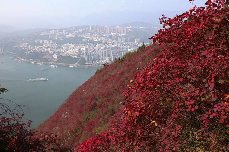 图10：游高峡平湖  赏巫山红叶   唐探峰摄