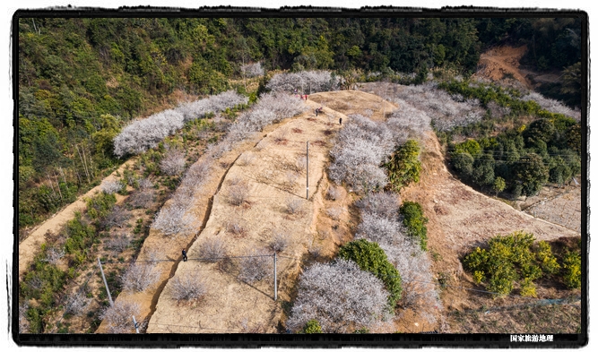 11、2021年1月13日，航拍广西苍梧县狮寨镇古东村森木组房前屋后及漫山遍野的青梅花正争相怒放，繁花似雪的美丽画卷。（何华文）