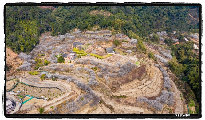 10、2021年1月13日，航拍广西苍梧县狮寨镇古东村森木组房前屋后及漫山遍野的青梅花正争相怒放，繁花似雪的美丽画卷。（何华文）