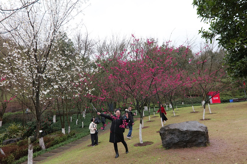 图6：重庆园博园，百花盛开迎新春。唐探峰摄