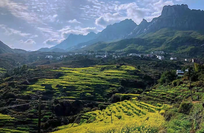 梯田春花，背靠秀美灵山景区，壮美山苍。
