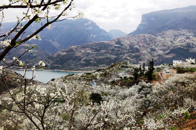 图3：李花酷似白雪，铺满巫山长江两岸山山岭岭。唐探峰摄