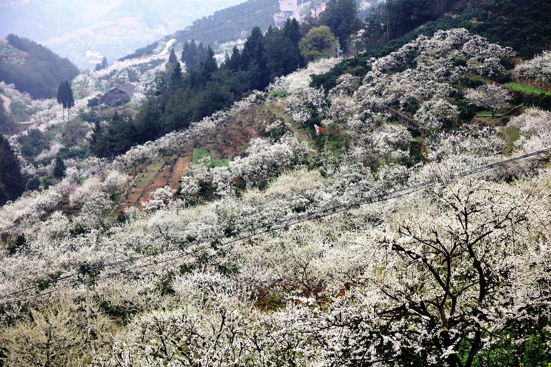 图5：李花如雪铺天盖地，茫茫雪海兆丰年。唐探峰摄