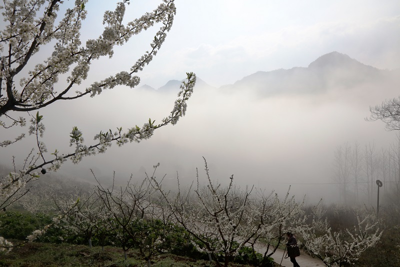 图11：神女之乡云海恋花海更神奇。唐探峰摄