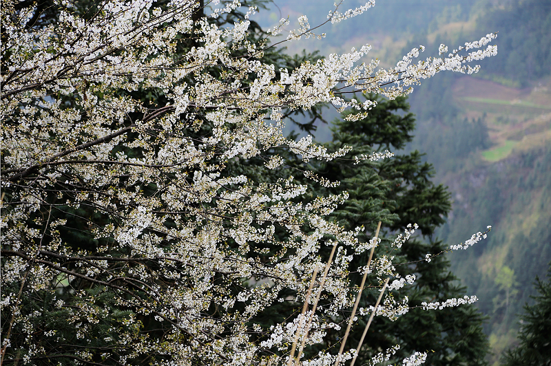 2021年3月21日，贵州省从江县加勉乡白棒村寨边木姜子花盛开