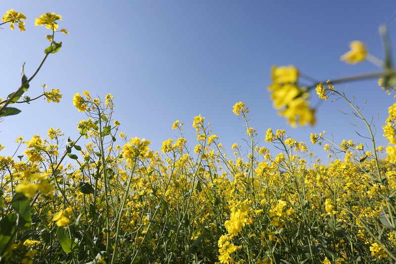 12——4月18日拍摄的油菜花海。