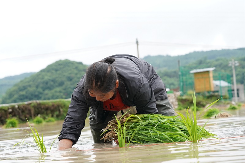 2021年5月20日，贵州省从江县贯洞镇德刷村村民正在插秧。