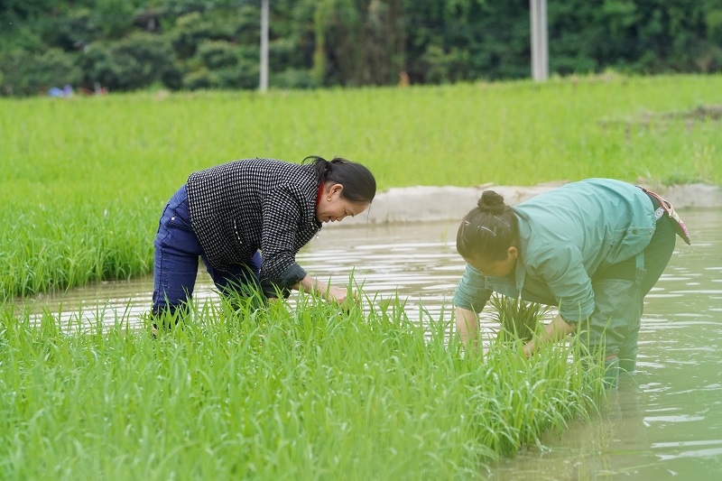 2021年5月20日，贵州省从江县贯洞镇贯洞村村民正在拔秧苗。