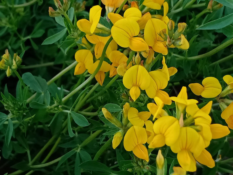 这是6月18日在新疆阿勒泰地区阿勒泰市恰秀南苑拍摄的苜蓿花 (8)