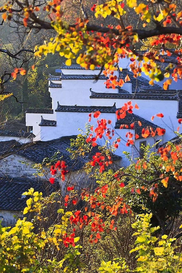 塔川粉墙黛瓦见秋色