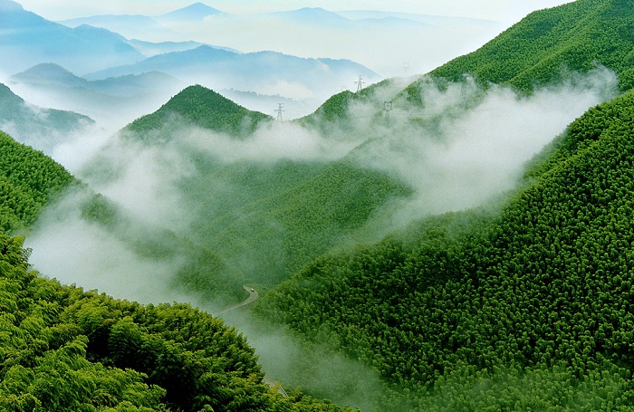 中国大竹海风光