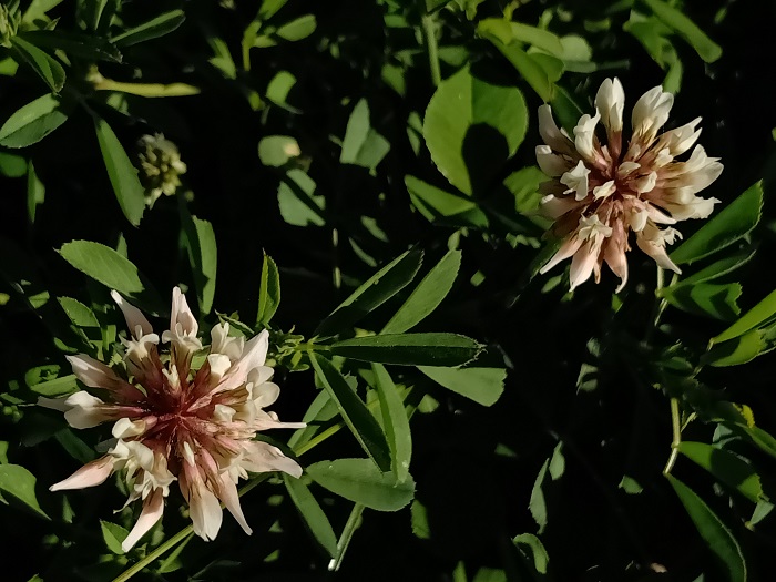 白里透红的苜蓿花（6月8日摄）。