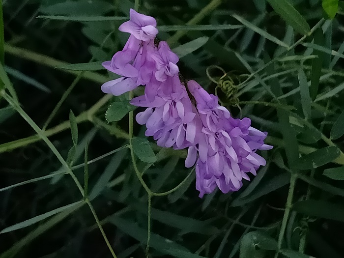 野豌豆（6月8日摄）。