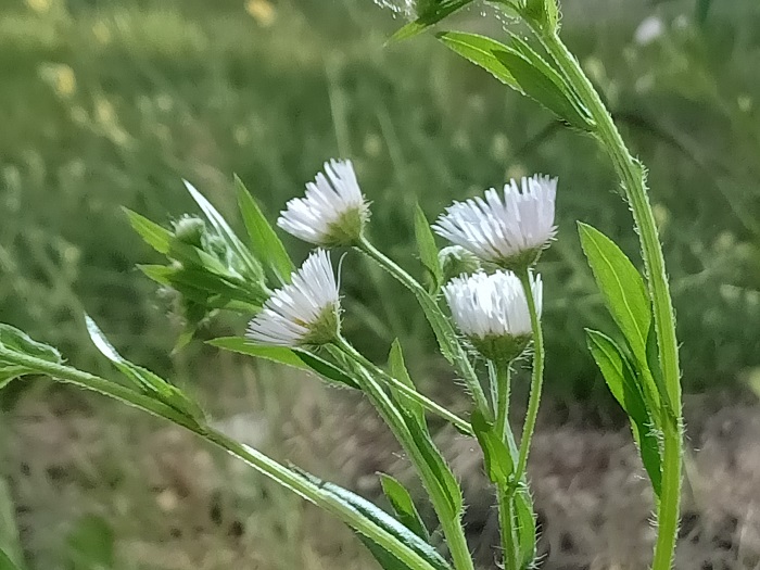 一年蓬（6月8日摄）。