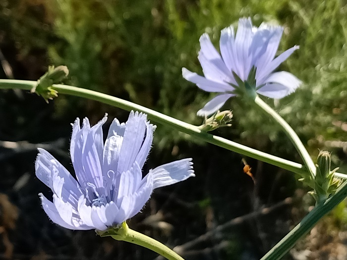 菊苣（6月10日摄）。