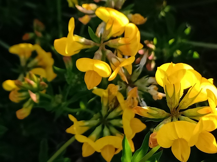 开黄花的苜蓿（6月10日摄）。