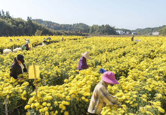 2022年11月12日，江西省婺源县思口镇正熹堂有机皇菊基地，菊农在忙碌采摘金丝皇菊。2