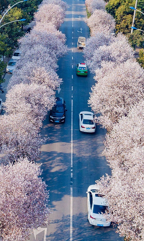 中国樱花第一城：四川眉山