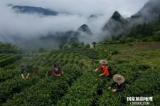 浙江丽水遂昌茶园村乡村活化项目“旗山侠隐”探究（图）